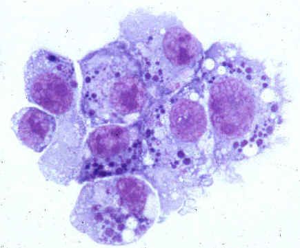 Cilvēka anaplazmozes (Anaplasmataceae dzimtas) patogēni
