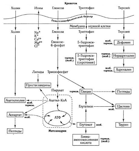 Mediatora apmaiņas veidi un asins-smadzeņu barjeras loma metabolismā (par: Shepherd, 1987)