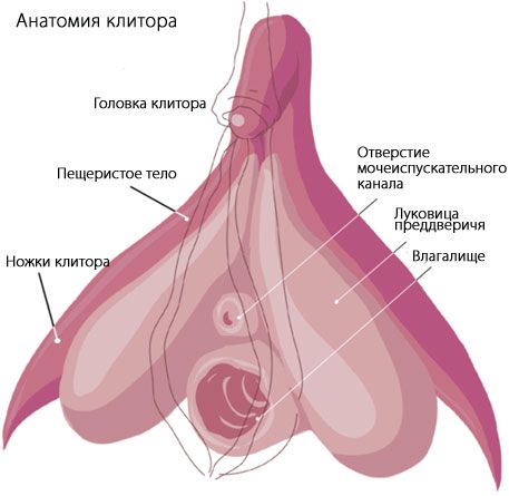 Klitora anatomija