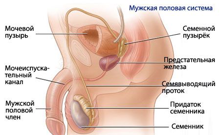Vīriešu reproduktīvās sistēmas anatomija un fizioloģija