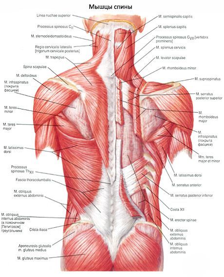 Muguras muskuļi