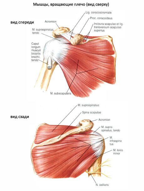 Muskuļi un subakutie muskuļi