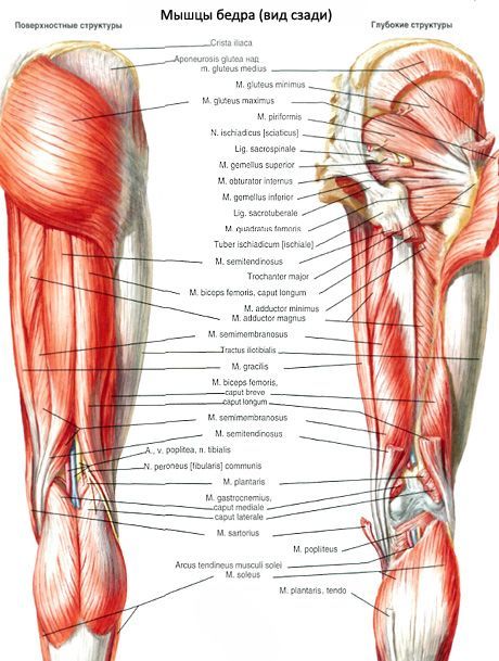 Augšējais un apakšējais dvīņu muskuļi 