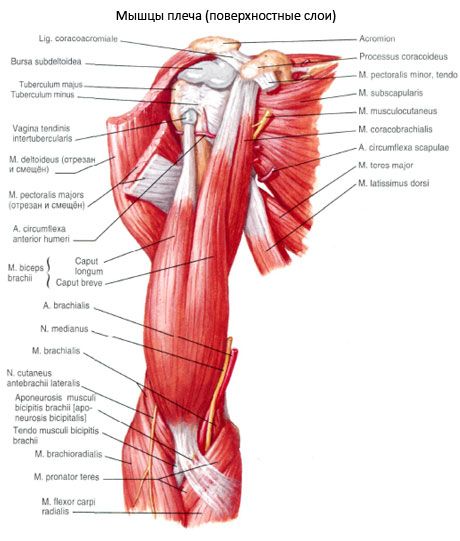 Bicepsa roka (plecu bicepss)
