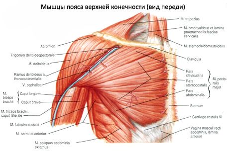 Deltoīdu muskuļi