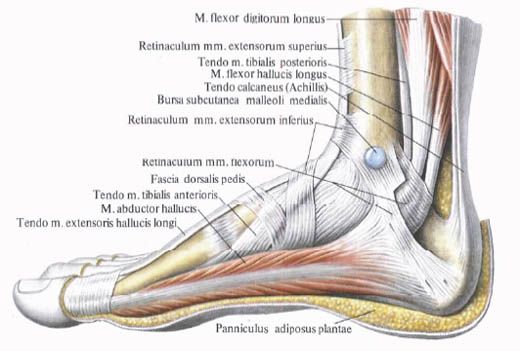 Pēdas muskuļi