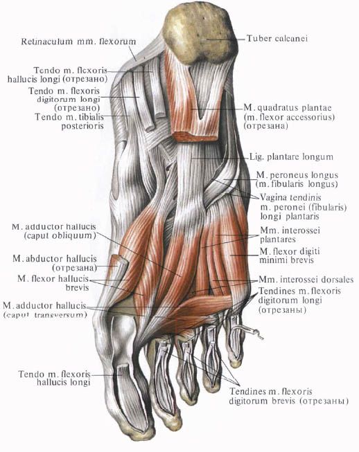 Pēdas muskuļi