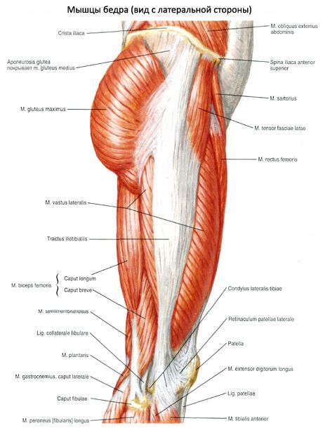 Gurnu muskuļi (iegurņa joslas muskuļi)