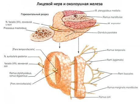 Parotid zarnu dziedzeris