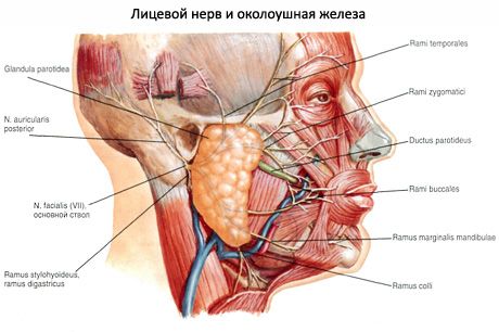 Parotid zarnu dziedzeris