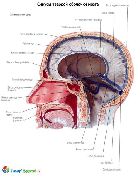 Smadzeņu cietās membrānas sinusijas (deguna blakusdobumu)