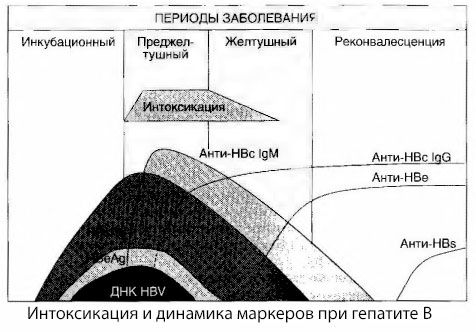 B hepatīta patoģenēze