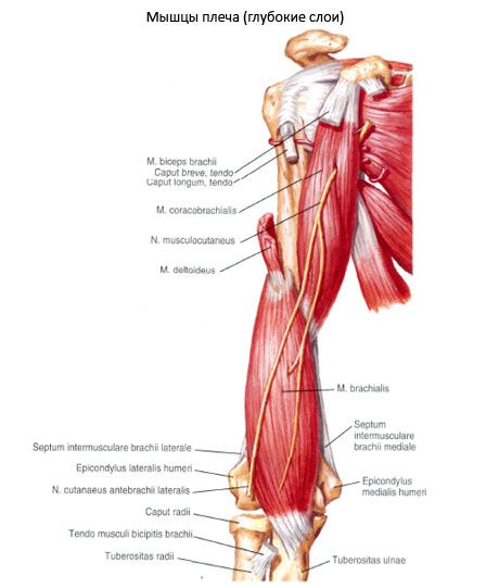Plecu muskuļi