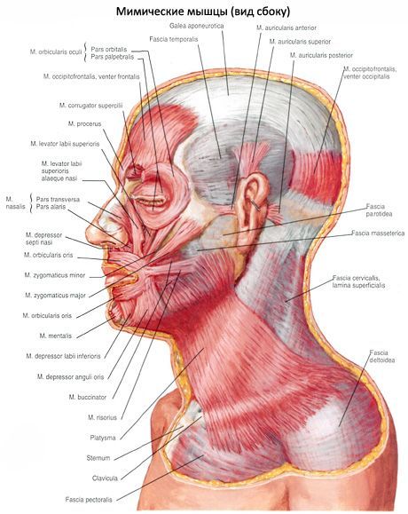 Zemādas kakla muskuļi (platiksma)