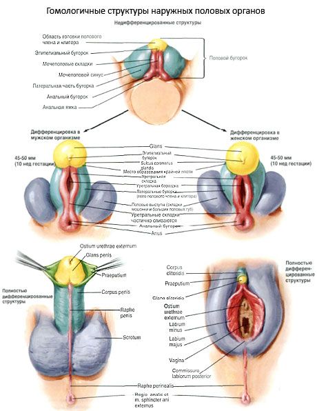 Ārējo dzimumorgānu homoloģiskās struktūras