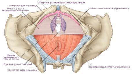 Perineum sieviete