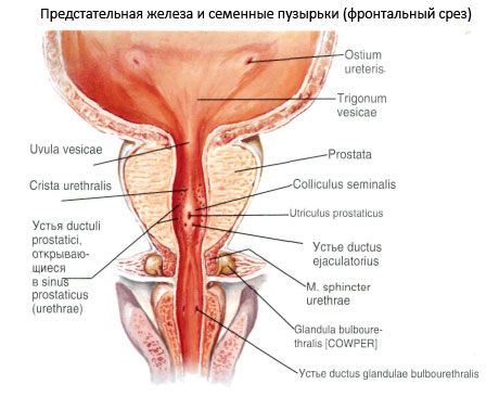 Prostatas (prostatas)