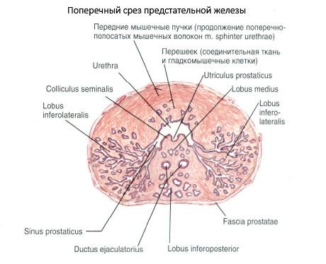 Prostatas (prostatas dziedzeris)