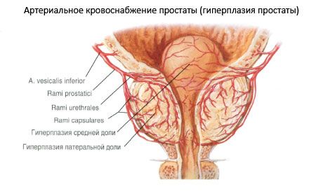 Prostatas (prostatas dziedzeris)