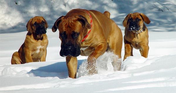 Dienvidāfrikas mastifs vai Boerboel