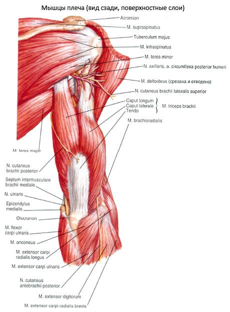 Triceps brachialis muskuļu (triceps pecula)