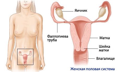 Sieviešu reproduktīvās sistēmas anatomija un fizioloģija
