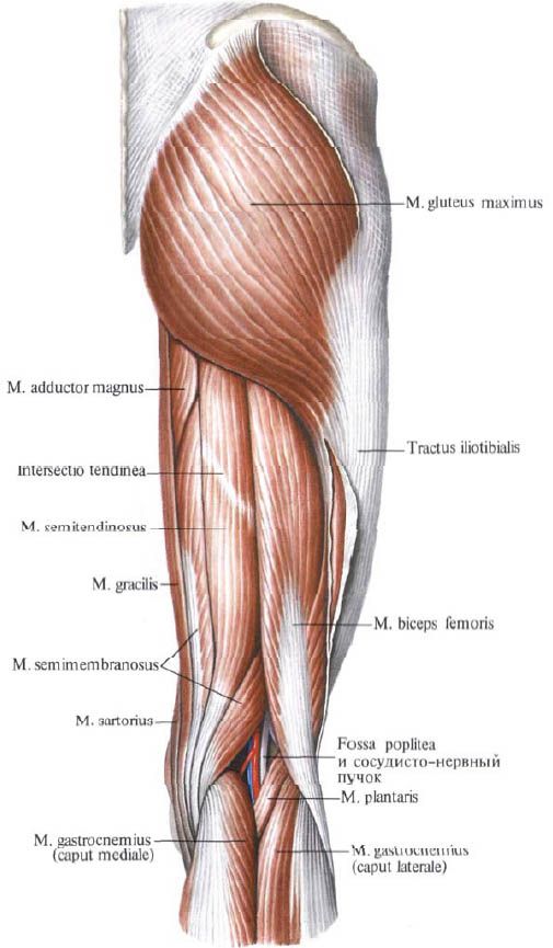 Gluteus muskuļi (gluteus maximusus)