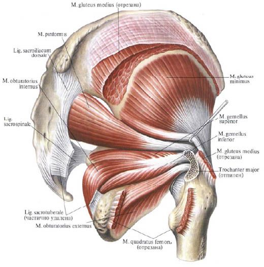 Gluteus muskuļi (mediālie gluteus muskuļi)