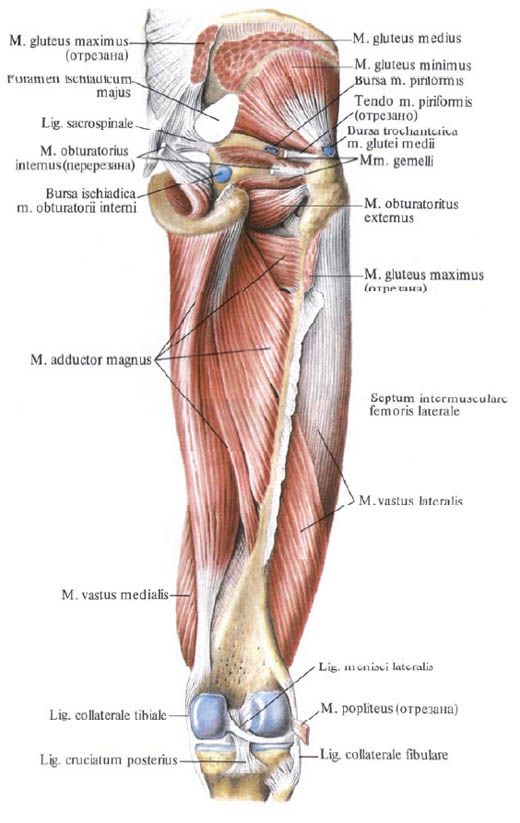 Gluteus muskuļi (mazie gluteus muskuļi)