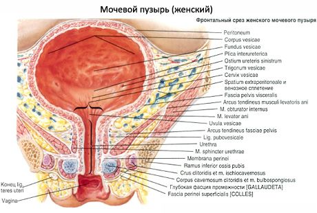 Sieviešu urīnizvadkanāls, sieviešu urīnizvadkanāls